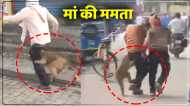 मां की ममता: करंट लगने से बच्चे की मौत, गुस्साई बंदरिया ने राहगीरों को दौड़ा-दौड़ा कर काटा, देखें Video