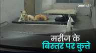 Maihar News: मैहर सिविल अस्पताल का हाल, जिस बेड पर मरीज होना चाहिए था, वहां आराम फरमा रहे कुत्ते