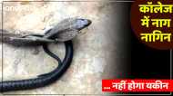 UP News: कॉलेज में पहुंचा नाग-नागिन का जोड़ा, पढ़ाई छोड़ भागे छात्र, फिर जो हुआ नहीं होगा यकीन