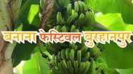 MP News: बुरहानपुर में अनूठा 'केला उत्सव', बेहद खास वैरायटी जीतेगी दिल
