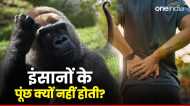 Explainer: जानवरों की तरह इंसानों के पूंछ क्यों नहीं होती हैं, जानिए कैसे हो गई गायब?