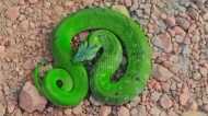 हरे रंग का यह सांप है बेशकीमती! शिवपुरी में मिला दुर्लभ प्रजाति का ग्रीन कीलबैक स्नेक, देखें वीडियो