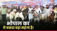 वजन 161 किलो, कीमत 7.5 लाख, भोपाल में सबसे महंगा बिका टोरंटो नाम का यह बकरा