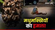 Chhindwara news: छिंदवाड़ा अस्पताल में चूहों के बाद अब मधुमक्खियों का हमला, मरीज को डंक मारकर किया बेसुध
