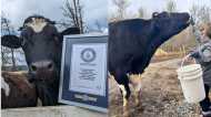 Romeo Bull: दुनिया का सबसे ऊंचा बैल, जिसका नाम Guinness World Records में दर्ज, कितनी है लंबाई और वजन?