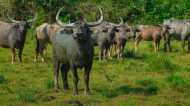 वैक्सीन ने मेरी भैंसों का हाल बुरा... सुई लगने के बाद बिगड़ी 52 भैंसों की हालत, पशुपालक ने विभाग पर लगाए आरोप