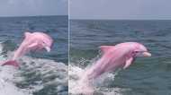 समुद्र तट पर फंसी हुई थी गुलाबी डॉल्फिन, हैरतअंगेज तस्वीरें हुईं वायरल, लोग बोले- 'ऐसा रोज नहीं दिखता'