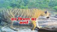 Bhopal News: जंगल में पानी की कमी से राजधानी के आसपास बढ़ा टाइगर मूवमेंट, वन विभाग का अलर्ट जारी