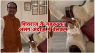 MP News: शिवराज सिंह चौहान की पालतू बिल्ली गबरू ने भी अलग अंदाज में किया वेलकम, स्वागत में लगे 100 मंच