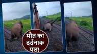 Elephant Death: ट्रेन की चपेट में आया हाथी, बार-बार खड़े होने की कोश‍िश, फि‍र भी आ गई मौत, रूला देगा वीडियो
