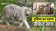 White Tiger मोहन के लिए राजा मार्तंड सिंह ने बनवाया था 'बाघ महल', दुनियाभर में फैले तीनों रानियों के वंशज
