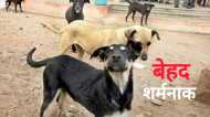 MP News: नवजात का शव जबड़े में दबाकर अस्पताल में घूम रहा था कुत्ता, एमपी में दिल दहला देने वाली घटना