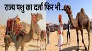 राजस्थान के राज्य पशु ऊंट की हो रही अनदेखी, विभाग के जारी आंकड़े चौंकाने वाले क्यों ?