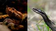 ना किंग कोबरा और ना ही पायथन, ये है सबसे खतरनाक सांप! एक्सपर्ट भी देते हैं पहचानने की सलाह