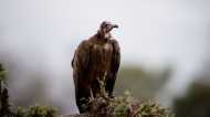 गिद्धों की घटती संख्या से बढ़ा इंसानों का मृत्युदर? AEA की रिपोर्ट में चौंकाने वाले खुलासे