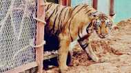 मध्य प्रदेश में टाइगरों को बचाने के लिए वन विभाग का बड़ा फैसला, अंडरग्राउंड होगी बिजली वायरिंग, AI की मदद भी