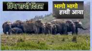 World Elephant Day: हाथी कब बनेगा साथी? छत्तीसगढ़ में मानव हाथी संघर्ष रोकने के सारे प्रयास विफल, आंकड़े और तथ्य