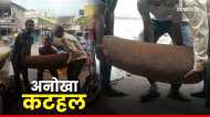 गजब! 45 किलो वजन, उठाने में लगे 4 लोग… कभी देखा है ऐसा कटहल?