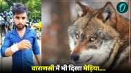 UP Wolf News: वाराणसी में भी भेड़िये दिखने का दावा, युवक के साथ ही मवेशियों पर किया हमला, दहशत में ग्रामीण