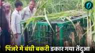 Lakhimpur Kheri News: पिंजरे में बंधी बकरी डकार गया तेंदुआ, तरकीब नहीं आई काम, अब भी पकड़ से बाहर