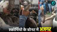 'स्कॉर्पियो के बोनट में अजगर', रिपेयर कराने आया मालिक, मैकेनिक ने देखा तो चीखते हुए भागा, देखें Video