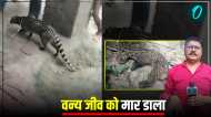 वाराणसी में ग्रामीणों ने जंगली जानवर को पीट-पीटकर मार डाला, रात में पकड़ा, फोटो खींचे और फिर ले ली जान