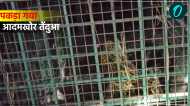 UP News: बहराइच में पकड़ा गया आदमखोर तेंदुआ, बकरी खाने गया था और पिंजरे में फंस गया