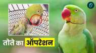 अनोखा मामला! 98 ग्राम के तोते को था 20 ग्राम का ट्यूमर, 2 घंटे की सर्जरी के बाद बचाई बेटू की जान