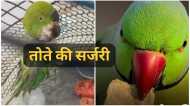 Satna News: सतना में पहली बार तोते की सर्जरी: बेटू के गले से 20 ग्राम का ट्यूमर निकाला, 2 घंटे चला ऑपरेशन