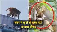 शिवपुरी में बंदर ने कुत्ते के बच्चे को बनाया दोस्त, VIDEO: गोद लिए घूम रहा, छोड़ने को तैयार नहीं