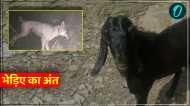 UP News: बहराइच में भेड़िये ने मासूम बच्चे पर किया हमला, फिर ग्रामीणों ने घेरकर पीट-पीटकर मार डाला