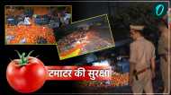 UP News: पुलिस को रातभर करनी पड़ी टमाटरों की रखवाली, चुराने की फिराक में झाड़ियों में छिपे रहे ग्रामीण