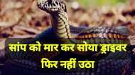 Bhopal: सांप के काटने का अजीबोगरीब मामला, बस ड्राइवर ने सर्प को मरोड़कर मार डाला, फिर दोबारा सो गया