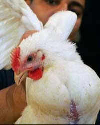 bird flu bird flu