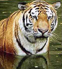 tiger tiger