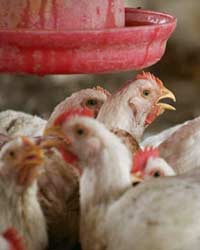 Bird Flu Bird Flu