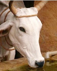 Cow Cow
