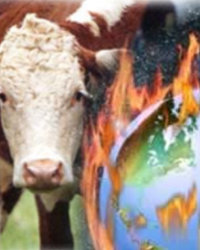 Global Warming Cattle Global Warming Cattle