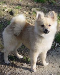 Pomeranian Dog Pomeranian Dog