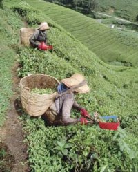 Tea Export Tea Export