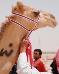 Camel Pageant Camel Pageant