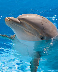 Dolphin Dolphin