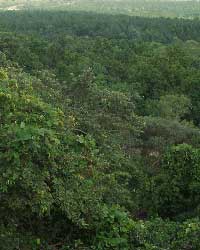 Forest Forest