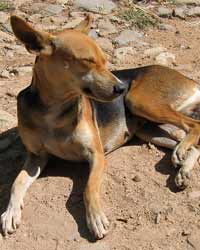Dog Dog