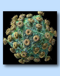 Virus Virus