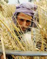 Wheat Wheat