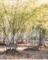 Bamboo Forest Bamboo Forest