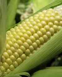 Corn Corn
