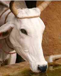 Cow Cow