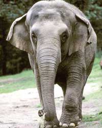 Elephant Elephant
